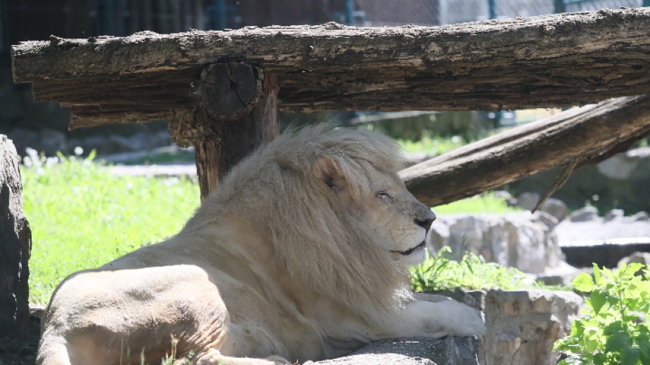 Лъвът Зевс който избяга тази нощ от зоопарка в Манавгат
