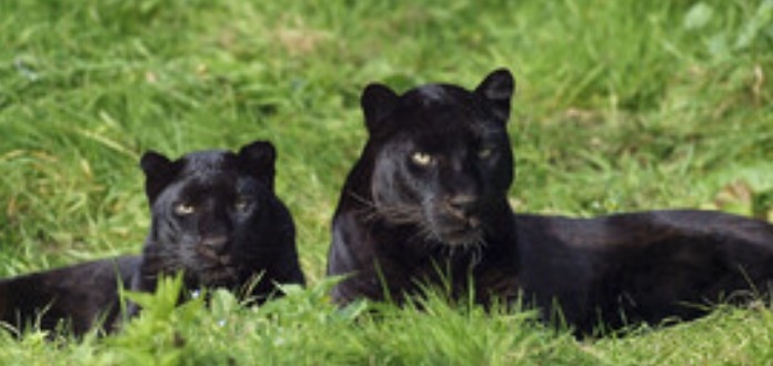 Тревожна информация около черния леопард и неговото изчезване край Шумен