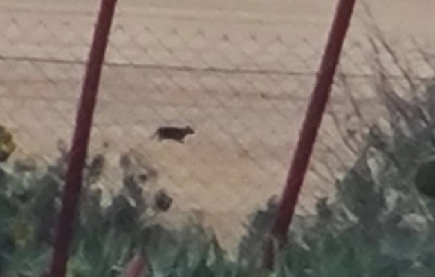 Мистериозната черна пантера която издирват от месец у нас е