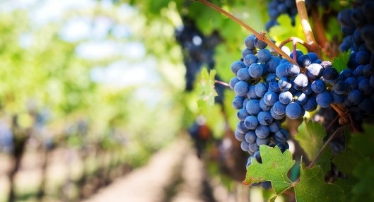 Тежка година за лозарите у нас Добивите ще са с