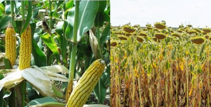 Провал на реколтата от царевица За това алармират зърнопроизводители от