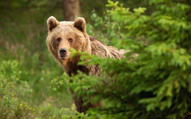 Граждани са забелязали мечка в района на парк Капинчо в