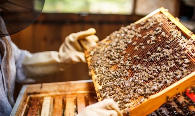 По ниски добиви от мед очакват тази година пчеларите в страната