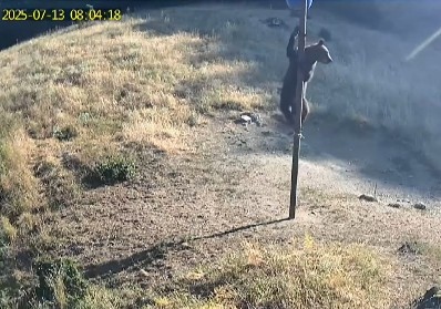 Мъж от девинското село Лясково е бил нападнат от мечка