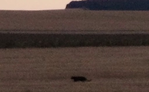 Голямата черна котка се появи в Силистренско След издирването в