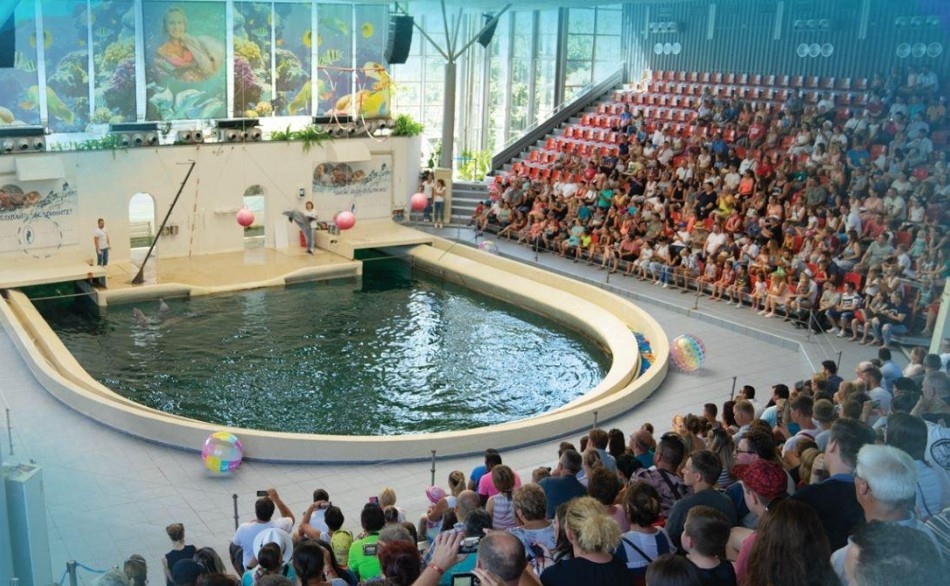 Пригответе се за незабравимо приключение сред най обичаните морски артисти Делфинариум