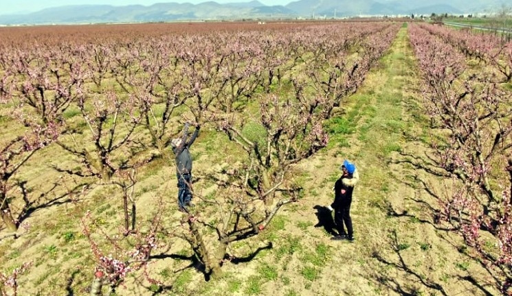 Държавен фонд Земеделие ДФЗ оторизира още 6 8 млн лева 6