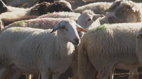 Държавата е в пълна готовност за ваксинация срещу шарката по