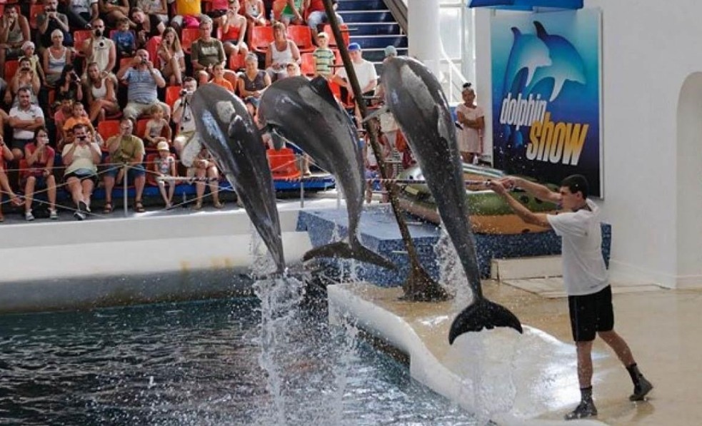 Делфинариум Варна подарява безплатен билет на децата по случай първия