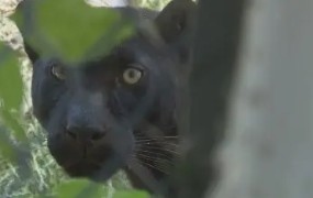 Сигнал за забелязано черно едро животно по всяка вероятност леопард