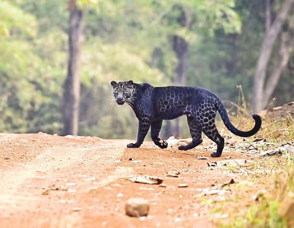 Нов сигнал за черния леопард но не от Шумен а