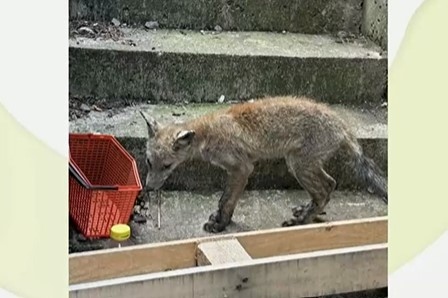 Популация от поне шест лисици създава проблеми на жителите на