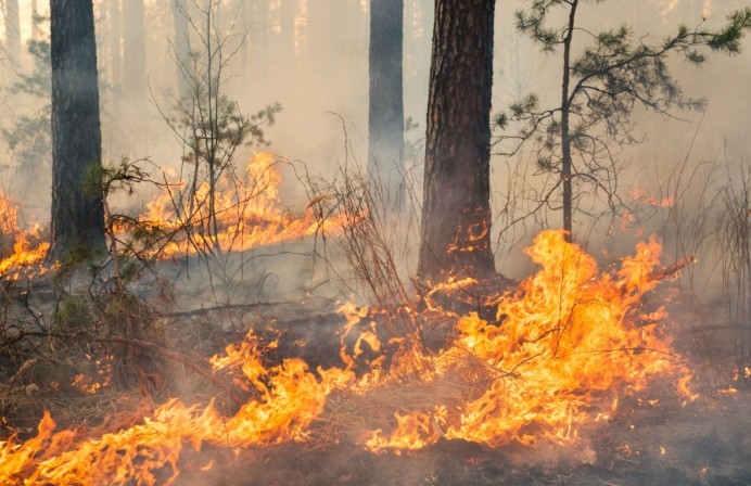 Това лято беше белязано от високи температури и опустошителни пожари