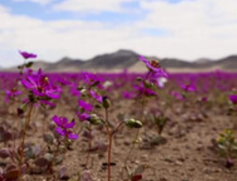 Едно от най суровите и безмилостни места на планетата – Атакамската