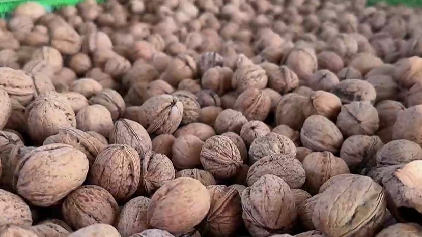 В Голямо Дряново Старозагорско се провежда Фестивал на ореха Тази