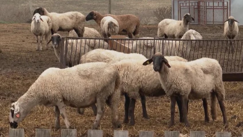 Близо 20 000 овце и кози са унищожени от началото