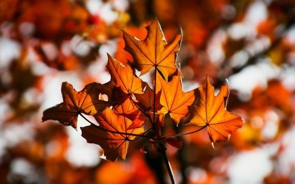 Днес над Дунавската равнина ще преобладава слънчево време Над останалата