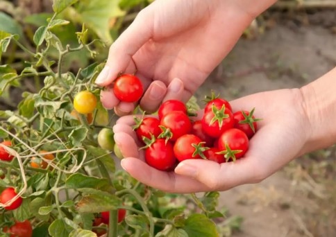 Смята се че чери доматите са в центъра на глобална