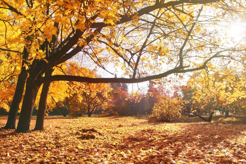Очаква ни слънчева събота и максимални температури между 17° и