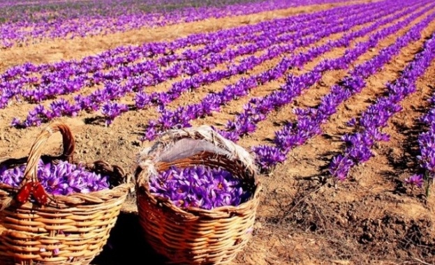 Българският шафран е сред трите най качествени в света според международни