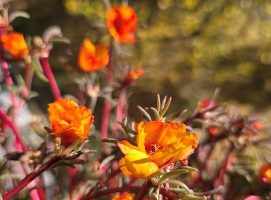Минималните температури в петък ще бъдат от 3 до 8