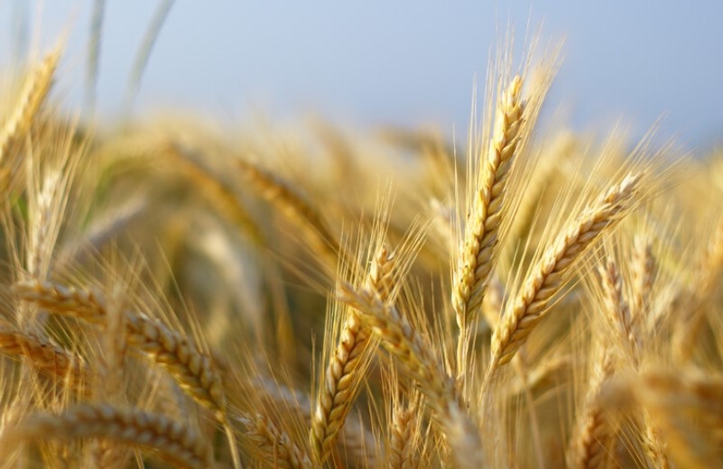 Европейската комисия заяви че забраните за внос на украински хранителни