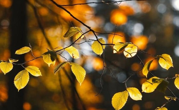 Днес ще преобладава слънчево време Преди обяд на места в