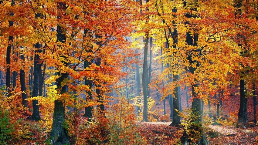 Облачността ще е предимно значителна главно в Югоизточна България и