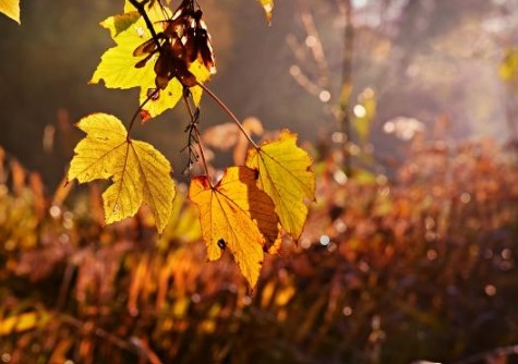 Днес ще преобладава облачно време на много места с мъгла