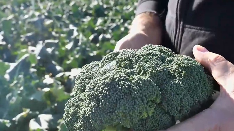 Трудностите в земеделието накараха немалка част от производителите да рискуват