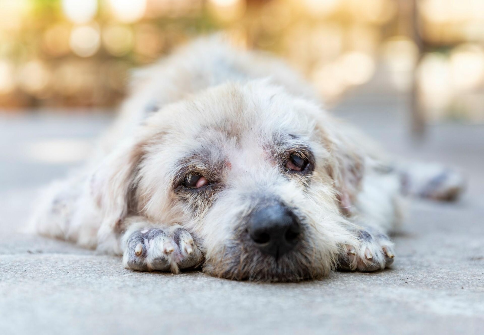 Мъж прегази с автомобила си куче в София Това брутално