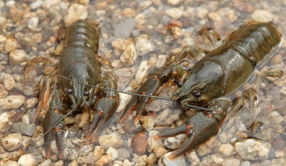 Преди няколко дни излезе информация че Европейската комисия е отпуснала 4