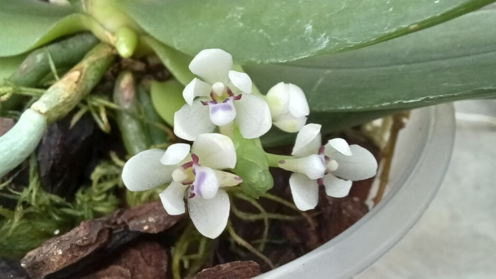 За първи път рядката в световен мащаб орхидея Tuberolabium kotoense