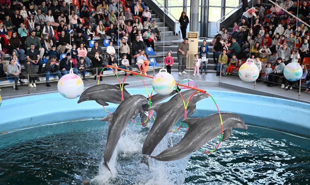 Делфинариум Варна подарява безплатен билет на децата до 12 години