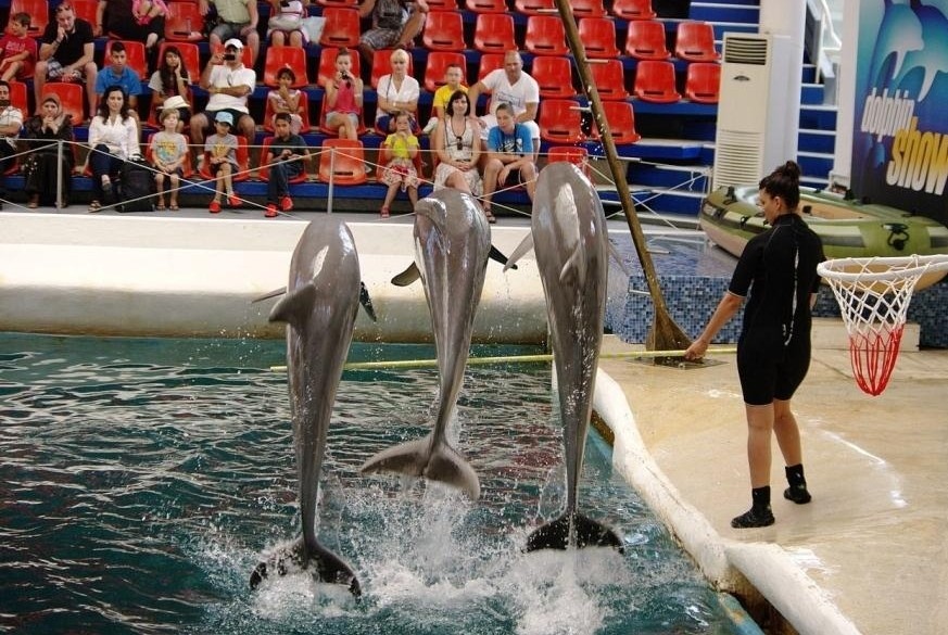 Делфинариум Варна подарява безплатен билет на децата до 12 години