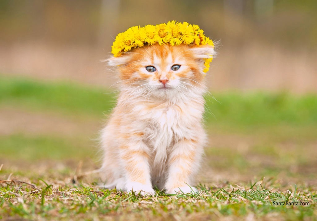 През 2025 г Гърция където традиционно можете да намерите много