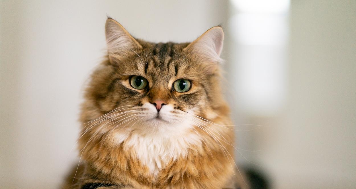 Мъж от Великобритания по чудо оцеля след като се оказа