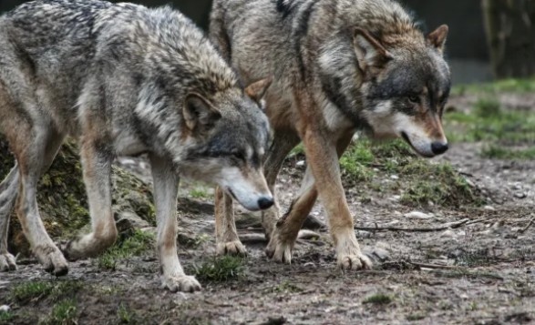 Глутница от пет вълка е забелязвана на няколко пъти през