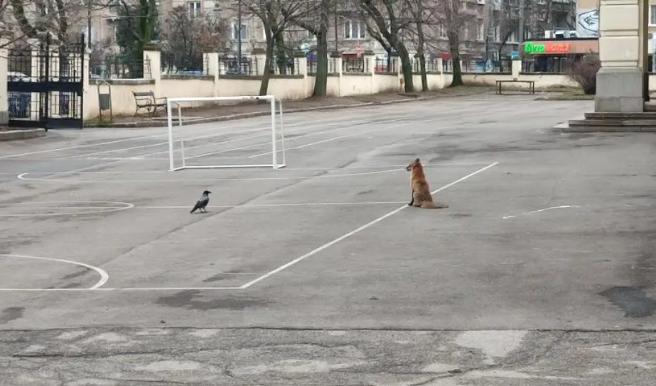 Лисица се разходи в двора на 6 о ОУ Граф