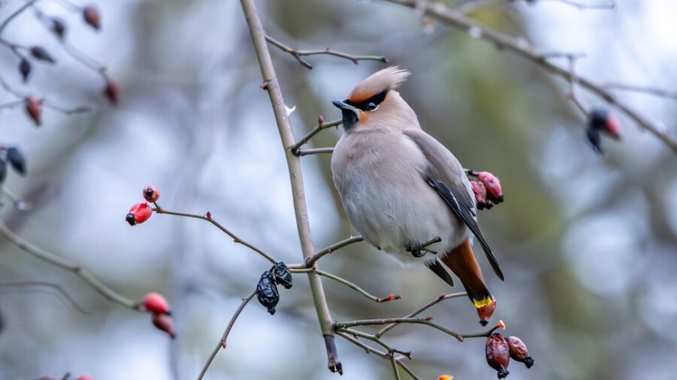 Изключително рядка за страната ни птица беше наблюдавана в Североизточна