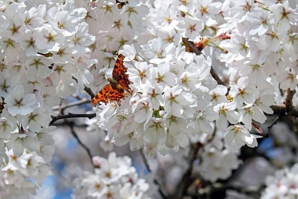 Ще духа умерен и силен северозападен вятър и с него