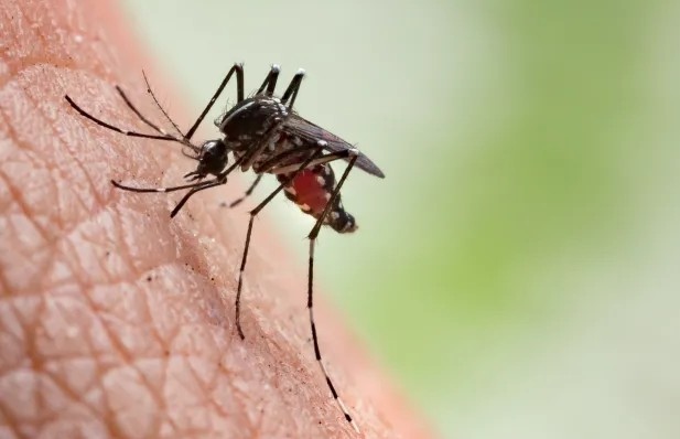 Вирусът чикунгуня – тропическо заболяване пренасяно от комари може да