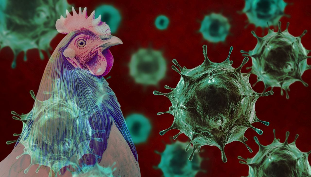 Щамът H5N1 на птичия грип за първи път е открит