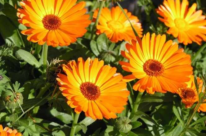 Учени от САЩ са установили че невенът Calendula officinalis известен
